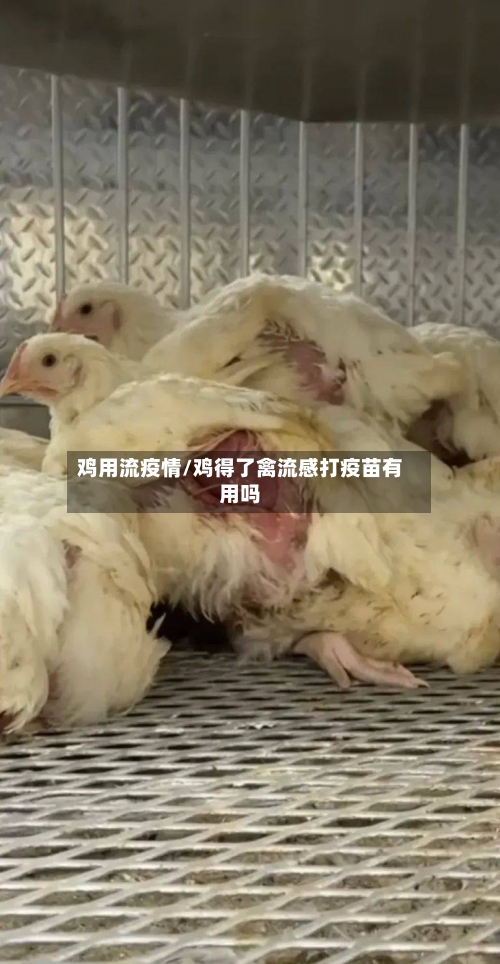 鸡用流疫情/鸡得了禽流感打疫苗有用吗-第1张图片