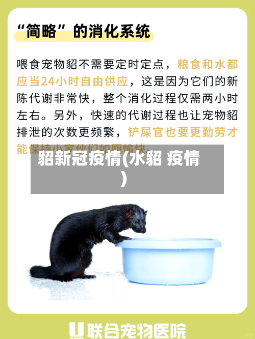 貂新冠疫情(水貂 疫情)-第1张图片