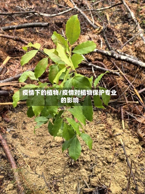 疫情下的植物/疫情对植物保护专业的影响-第3张图片