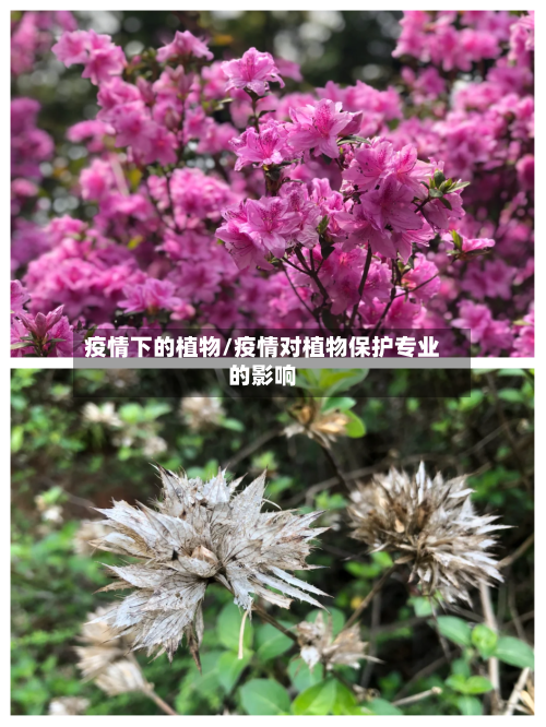 疫情下的植物/疫情对植物保护专业的影响-第1张图片